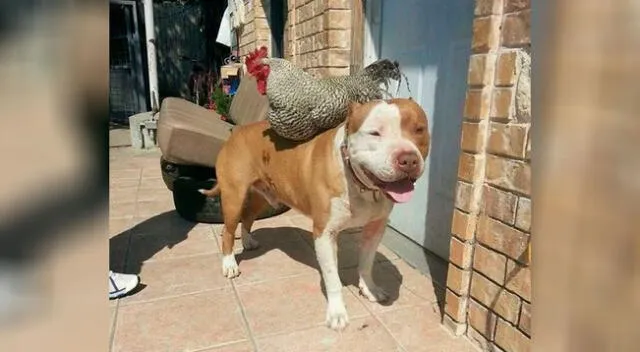 Un gallo ayuda a un perrito a subirse a la mesa para robar la comida