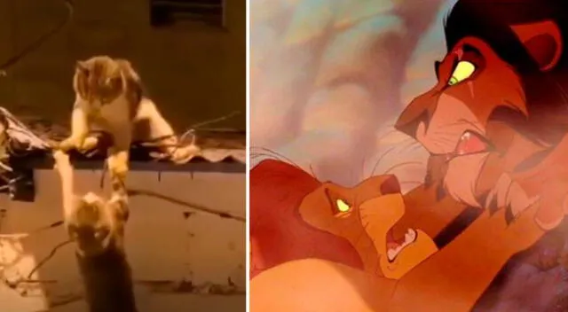 Una pelea de gatos es comparada con la escena más triste de ‘El rey León’