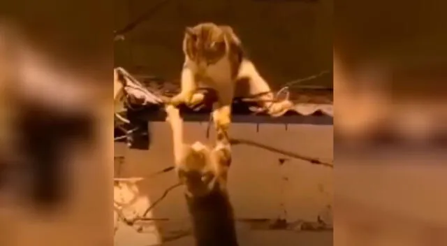 Una pelea de gatos es comparada con la escena más triste de ‘El rey León’