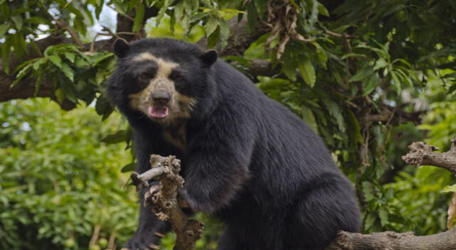 Oso de anteojos