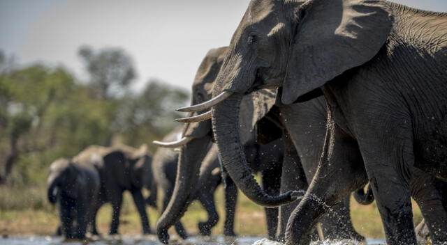 Reta a tus amigos en este desafío visual a encontrar un corazón escondido entre la manada de elefantes de colores.