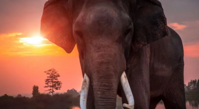 Mira aquí la imagen que ha dejado en shock a miles de internautas en redes sociales por la dificultad en encontrar el corazón entre los cientos de elefantes.