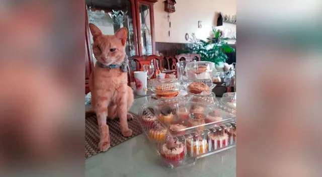 Joven vende cupcakes para juntar dinero y pagar la operación de su gato
