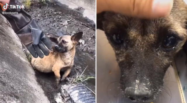 La perrita fue arrojada al interior de una zanja abandonada.