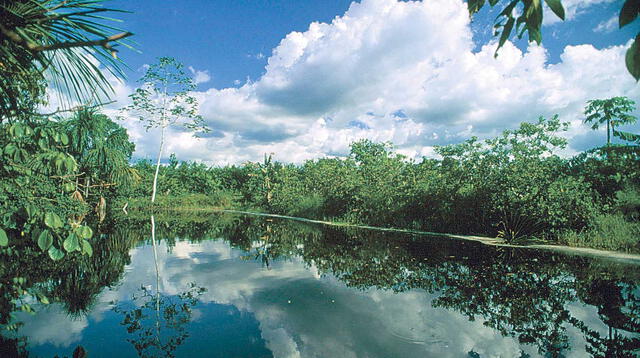 El parque nacional del Manu es un espacio natural protegido localizado en el sudeste del Perú.