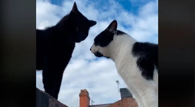 Los gatos manteniendo agradable conversación