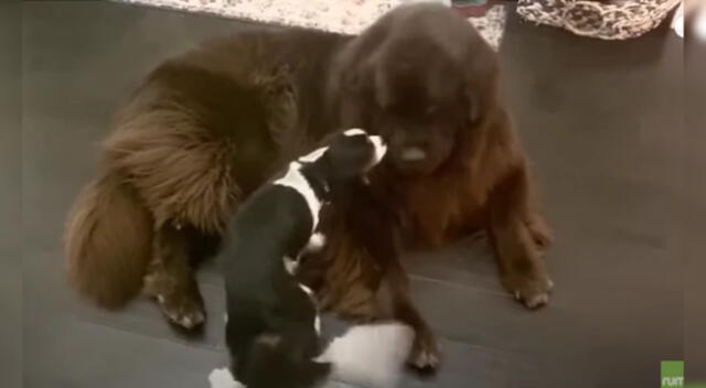El perrito adoptado fue recibido por su nuevo hermano mayor.