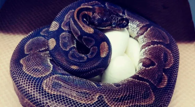 Serpiente hembra pitón abrazando sus huevos.