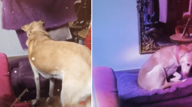 En el clip de TikTok se puede ver al perro con una curiosa actitud frente a su dueña ya que no ve su cama lista.