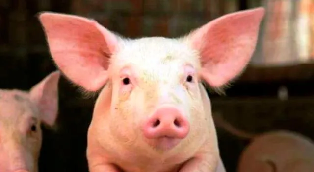 Peste porcina africana amenaza la comercialización de cerdos en Alemania.