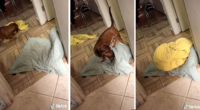 Perrito no puede dormir sin cubrirse con su manta