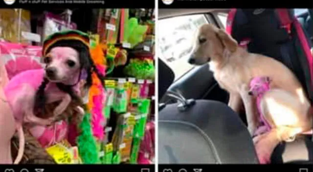 Una usuaria de Facebook reportó a su chihuahua perdida, podría tratarse de la perrita que encontró la Policía norteamericana.