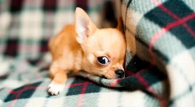 La perrita fue alimentada por la Policía de Estados Unidos.