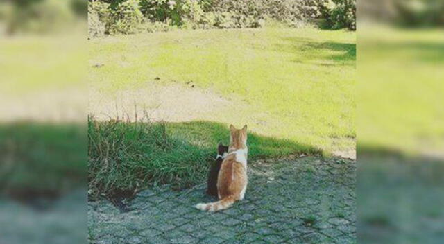 Gatito rescata a un felino de la calle y su familia termina por adoptarlo