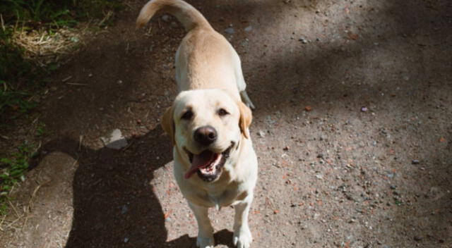 Un tierno cachorro tuvo peculiar comportamiento que dejó miles de reacciones en los internautas.