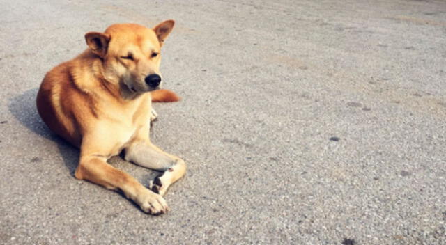 Es viral en YouTube. El video causó el asombro de cibernautas por la habilidad del cachorro.