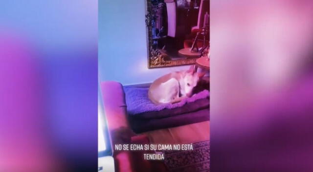 El cómico video viral de TikTok muestra cómo el ‘engreído’ perro tiene curioso comportamiento con su dueña al notar  que su cama no estaba arreglada para irse a dormir.