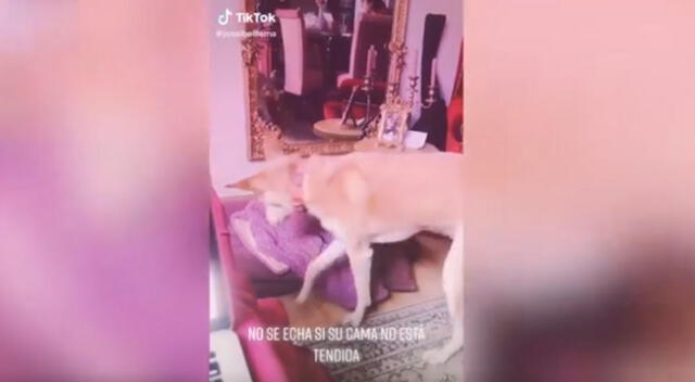El cómico video viral de TikTok muestra cómo el ‘engreído’ perro tiene curioso comportamiento con su dueña al notar  que su cama no estaba arreglada para irse a dormir.