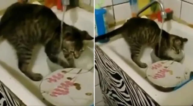 El gatito ayudó a su dueña a lavar todos los platos sucios de la cocina.