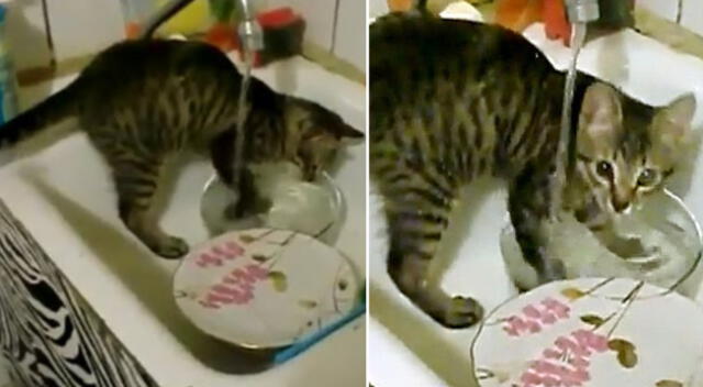 El gatito ayudó a su dueña a lavar todos los platos sucios de la cocina.