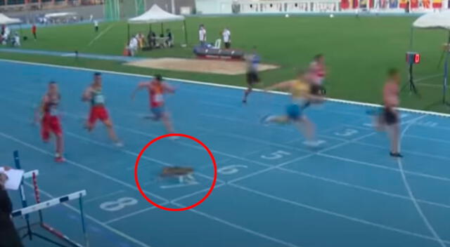Travieso gato cruzó por el medio de pista de atletismo en Turquía.