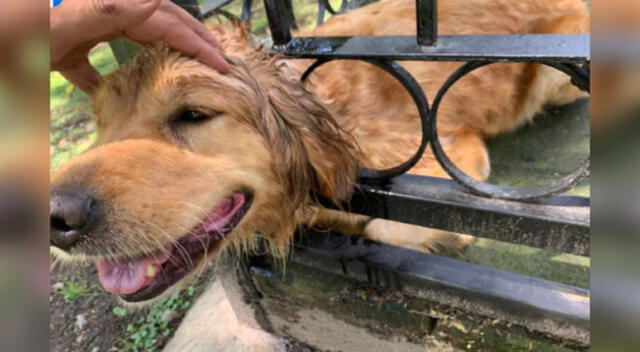 La perrita agradeció con una sonrisa la ayuda de los bomberos.