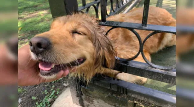 La perrita agradeció con una sonrisa la ayuda de los bomberos.