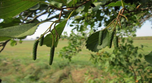 Flora diversa