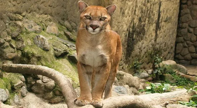 El puma