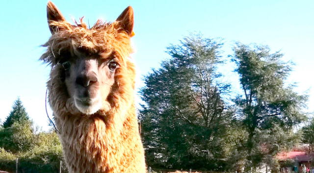 Alpaca Buddha, camélido usado para el estudio.
