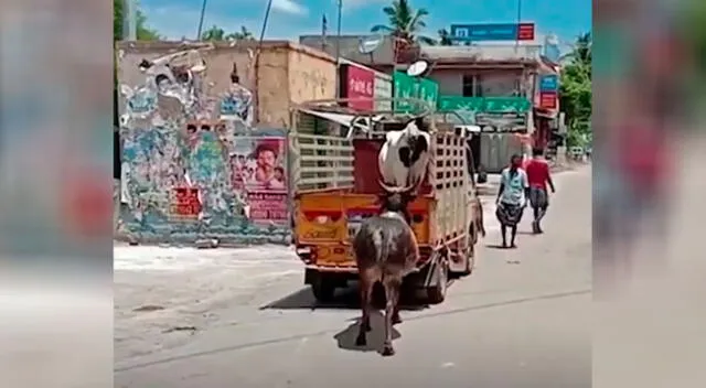 El toro corrió detrás del auto de carga donde estaban llevándose a su 'amada'.