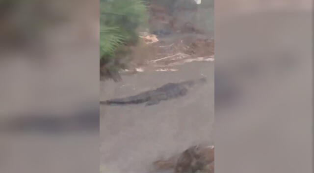 Imágenes del cocodrilo nadando en medio de la inundación en Alabama.