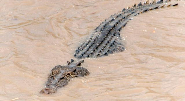 A causa del huracán Sally se reportaron apariciones de reptiles nadando en las calles.