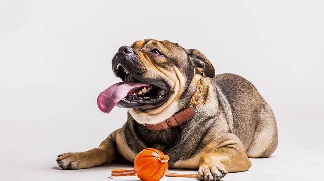 El perrito sorprendió a todos los usuarios de las redes sociales.