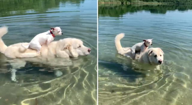 El perrito asombró a miles con su grandiosa técnica de nado.