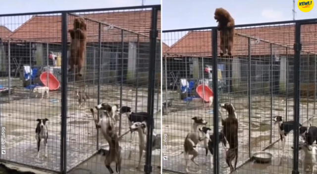 El cachorro le enseñó a sus amigos a escapar de la jaula.