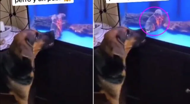 La pelea entre el perro y el pez causó furor en redes sociales.