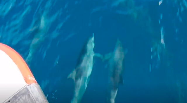 Joven capta el tierno momento entre dos delfines