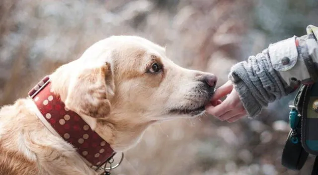 El perrito sorprendió a todos los usuarios de las redes sociales.