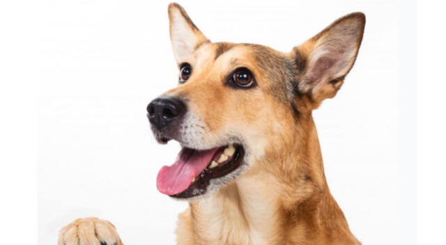 Un pequeño can tuvo cómico comportamiento con su dueña para que le diera de comer.