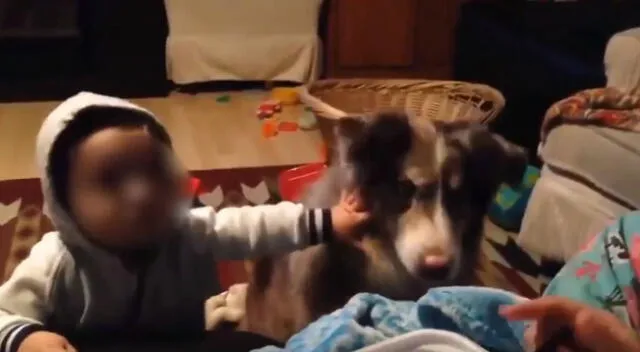 Un perrito fue protagonista de una tierna escena cuando una mamá intentaba que un bebé diga su primera palabra. El video se volvió viral en Twitter.