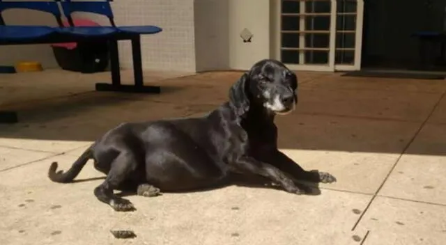 El perrito lleva esperando más de 10 años a su dueño.