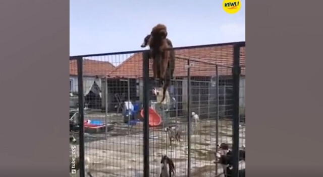 El travieso perro organizó a sus compañeros y les enseñó a escalar para que puedan escapar de su albergue.