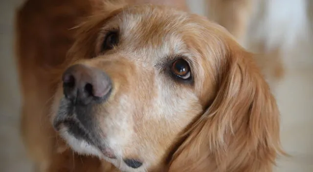 El perro no se separó de su dueño en ningún momento.