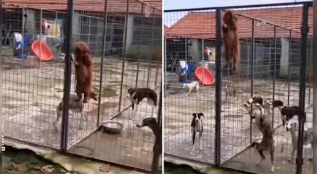 El travieso perro organizó a sus compañeros y les enseñó a escalar para que puedan escapar de su albergue.