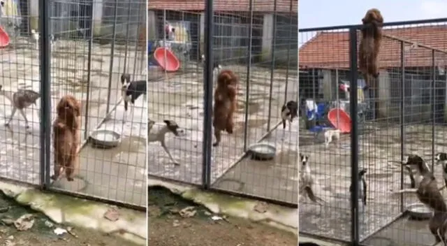 El travieso perro organizó a sus compañeros y les enseñó a escalar para que puedan escapar de su albergue.