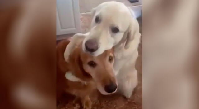 El perrito abrazó a su amigo para pedirle disculpas. Se video viralizó en Twitter.
