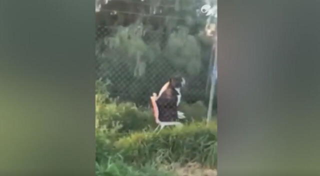 En TikTok, un par de perros han sido captados sentados sobre sillas mientras mantenían una seria 'conversación'. Mira aquí el divertido video viral.