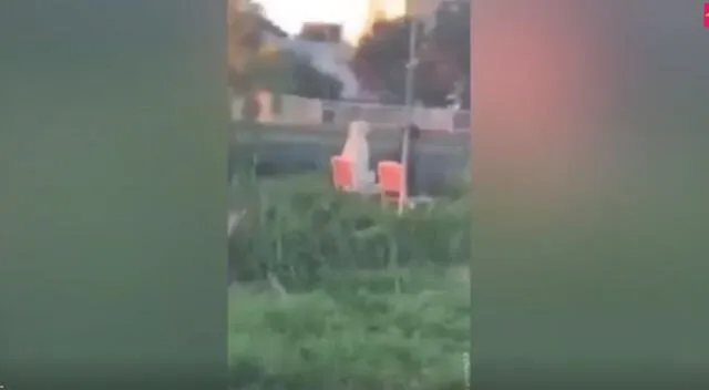 En TikTok, un par de perros han sido captados sentados sobre sillas mientras mantenían una seria 'conversación'. Mira aquí el divertido video viral.
