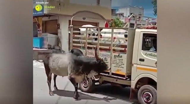 ¡Conmovedor! Un toro hizo todo lo posible para poder salvar a su ‘pareja’ y su valiente acción se volvió viral en Facebook.